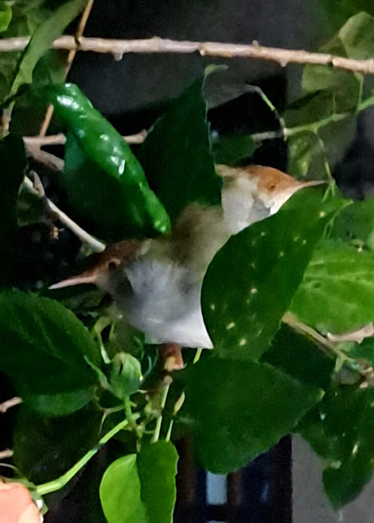 Two tiny love birds asleep